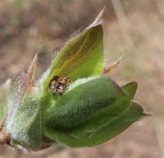 Rhynchaenus xylostei