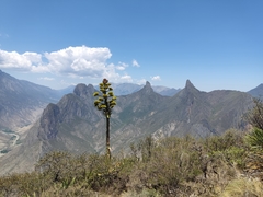 Agave gentryi
