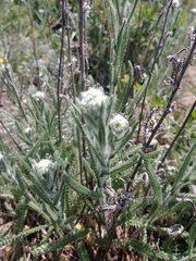 Achillea pannonica
