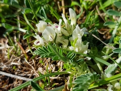 Astragalus depressus