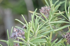 Grazielia serrata