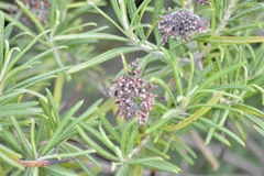 Grazielia serrata