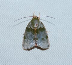 Lasiolopha saturata