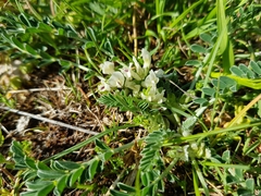 Astragalus depressus