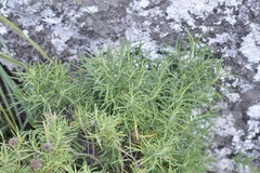 Grazielia serrata