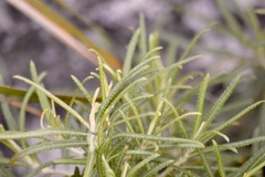 Grazielia serrata