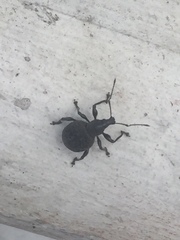 Otiorhynchus armadillo