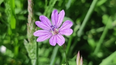 Geranium pyrenaicum