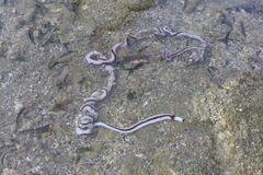 Baseodiscus hemprichii