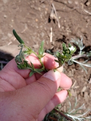 Buglossoides incrassata