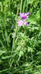 Geranium pyrenaicum