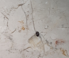 Anthrenus pimpinellae