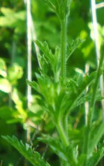 Verbena xutha