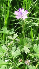 Geranium pyrenaicum