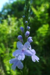 Verbena xutha