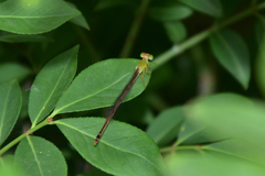 Ceriagrion auranticum