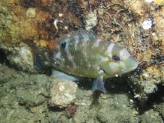 Choerodon schoenleinii