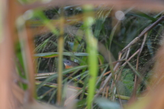 Myrmophylax atrothorax