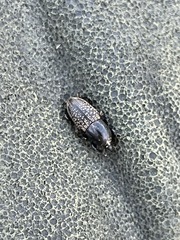 Sphenophorus cicatristriatus