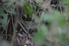 Myrmophylax atrothorax