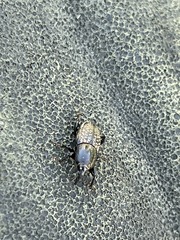 Sphenophorus cicatristriatus