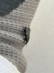 Sphenophorus cicatristriatus