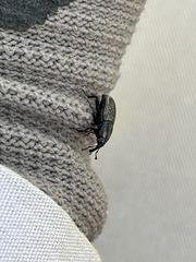 Sphenophorus cicatristriatus