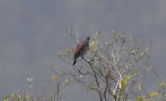 Patagioenas speciosa