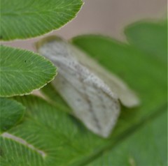 Amolita obliqua