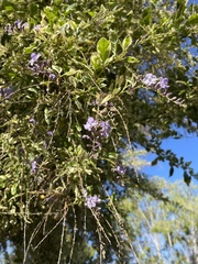Vitex trifolia