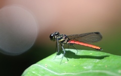 Chlorocypha pyriformosa