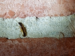 Leptotrachelus dorsalis