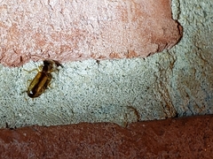 Leptotrachelus dorsalis