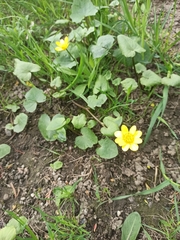 Ficaria verna