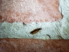 Leptotrachelus dorsalis