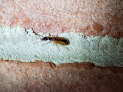 Leptotrachelus dorsalis