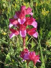 Anacamptis papilionacea grandiflora