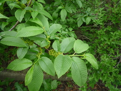Rhamnus fallax