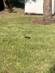 Trachemys scripta scripta