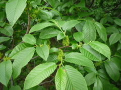 Rhamnus fallax