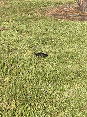 Trachemys scripta scripta