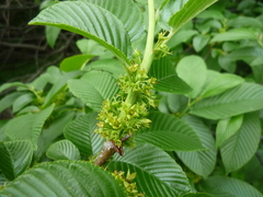 Rhamnus fallax