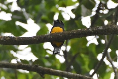 Trogon violaceus
