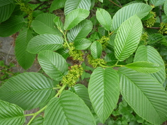 Rhamnus fallax