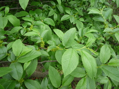 Rhamnus fallax