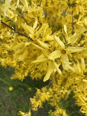 Forsythia