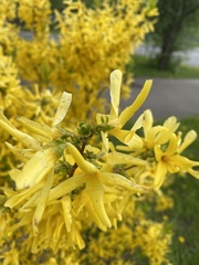 Forsythia