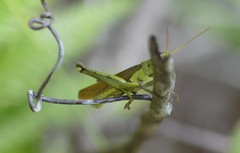 Schistocerca alutacea