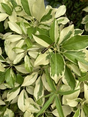 Orthetrum triangulare