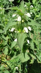 Lamium album